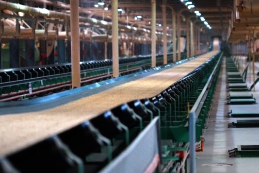 Barley on a conveyor belt