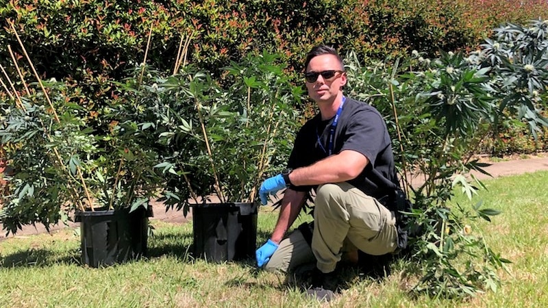 plain clothes policeman sits with several marijuana plants