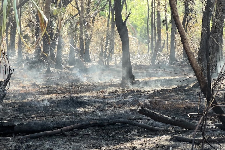 Smoke from a fire in the Australian bush