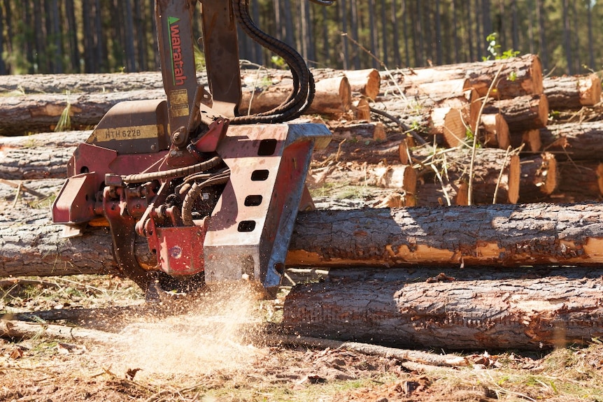 Wood being cut at a regional forest