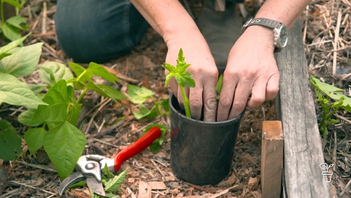 Hands pushing seedlings into black plastic pot