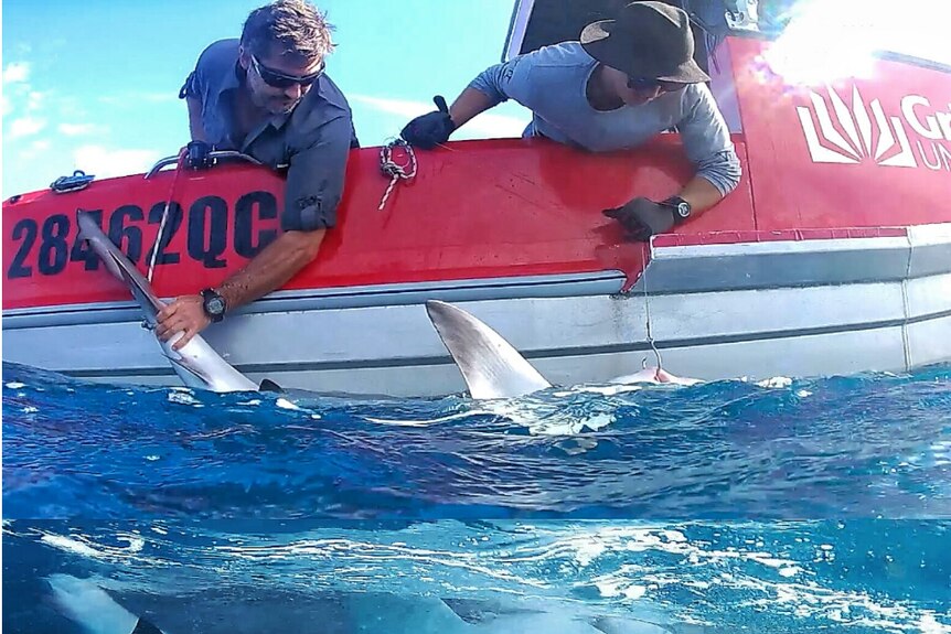 Dr Johan Gustafson tagging a bull shark off the Gold Coast