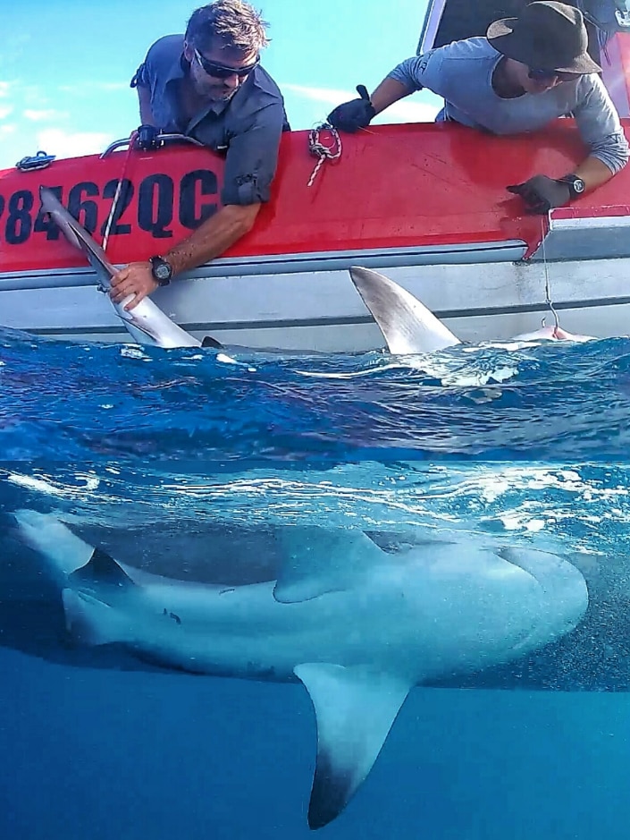 Dr Johan Gustafson tagging a bull shark off the Gold Coast