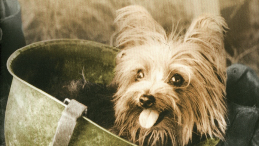 Smoky the World War II Yorkshire terrier