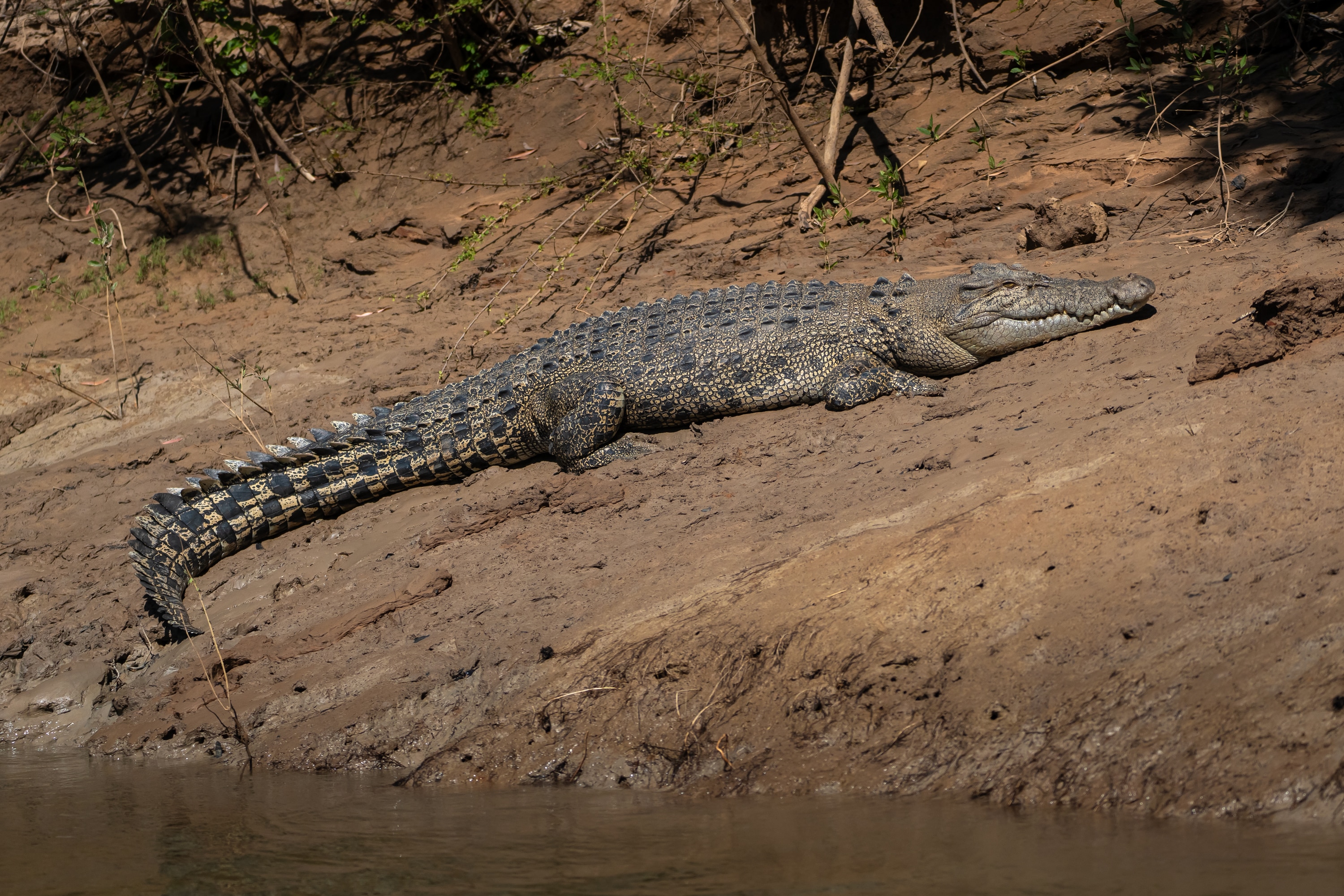 A brown crocodile sitting on the muddy banks of a river, tale slightly curved around.