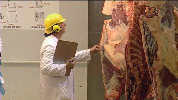 A man in hard-hat and labcoat examines meat