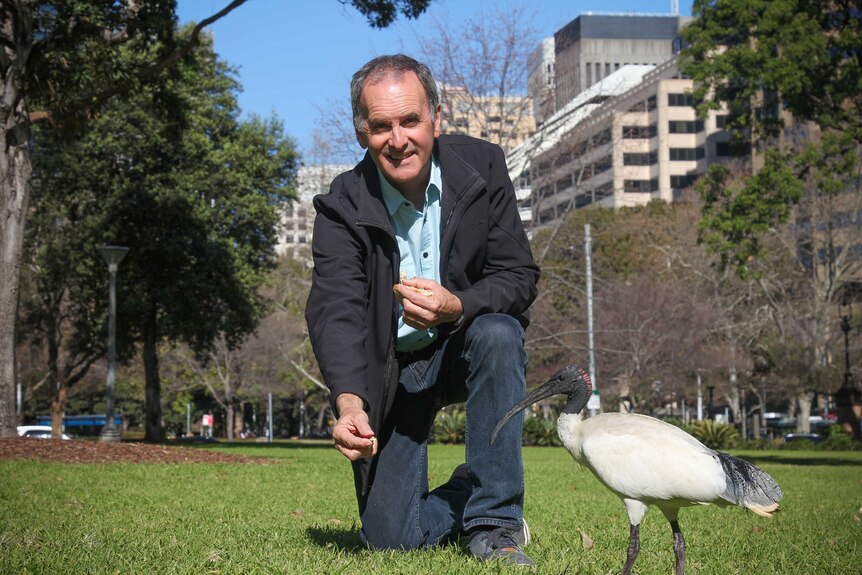 Dr Richard Major feeding an ibis some bread in a city park in Sydney.