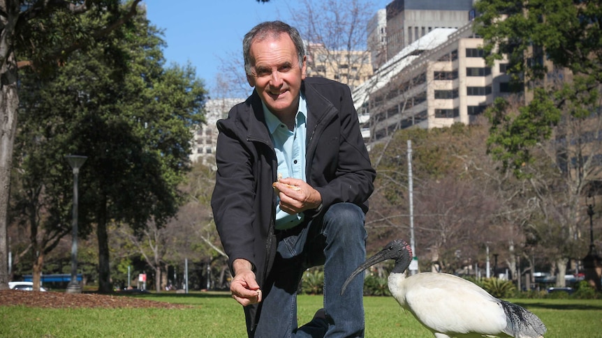 Dr Richard Major feeding an ibis some bread in a city park in Sydney.