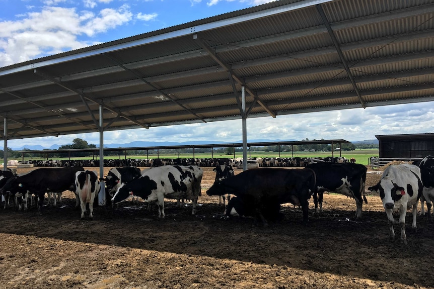 Dairy cows in the Scenic Rim taking shelter