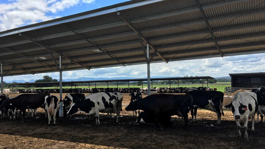 Dairy cows in the Scenic Rim taking shelter