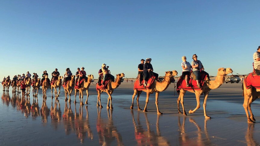 A camel train walks along Cable Beach
