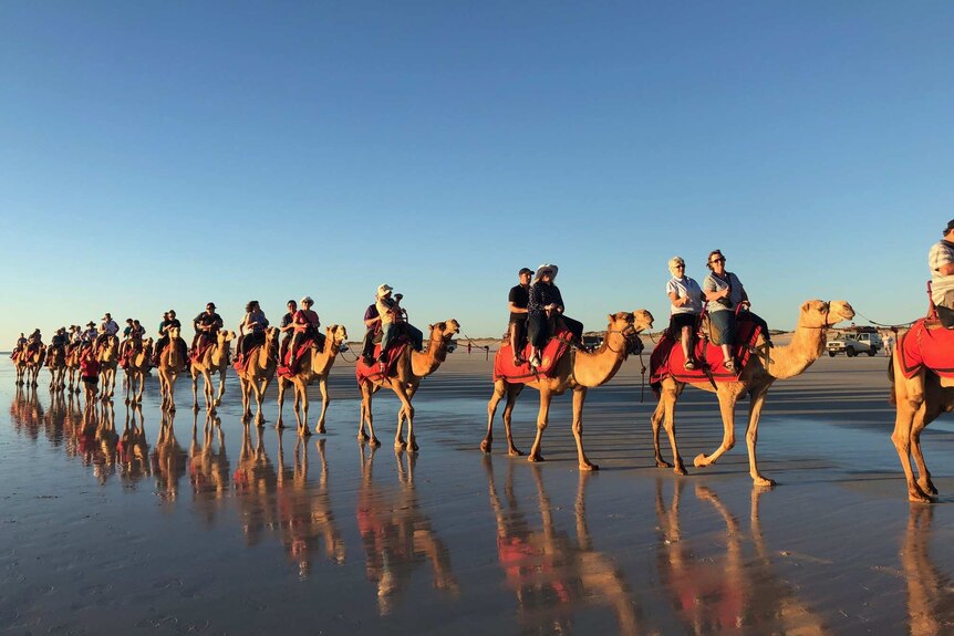 A camel train walks along Cable Beach