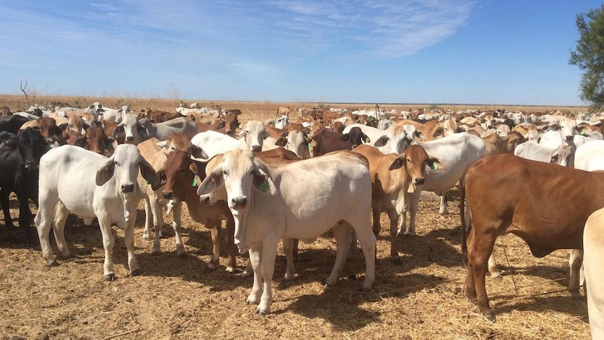 A mob of Brahman cattle with a grass plain in the background.