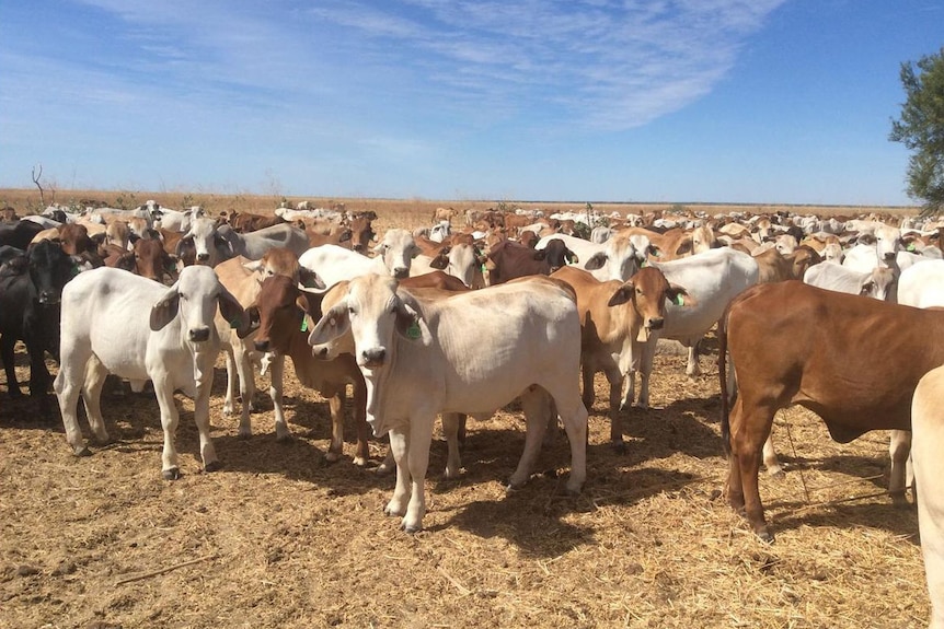 a mob of Brahman cattle with a grass plain in the background.