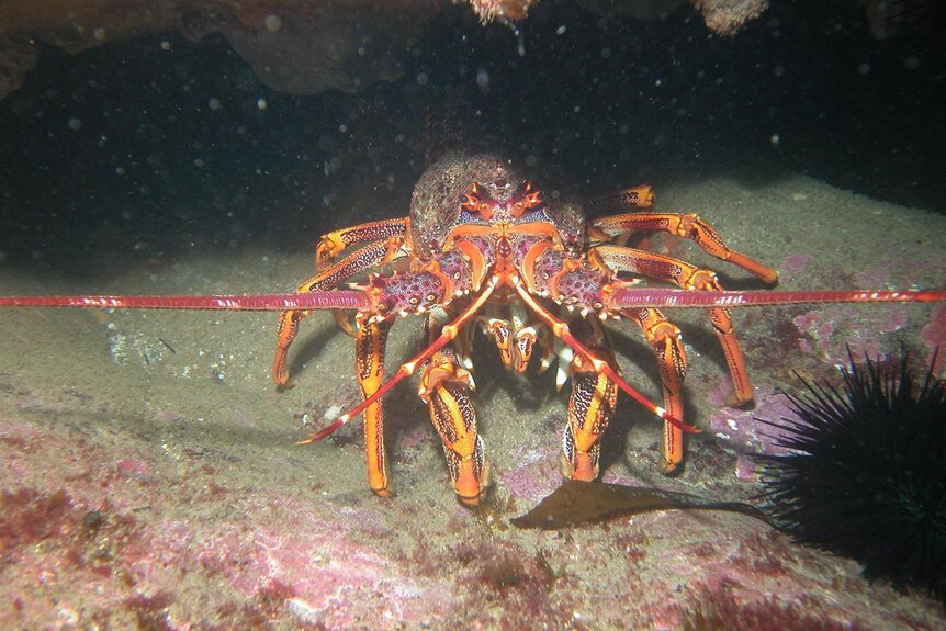 Tasmanian rock lobster and sea urchin