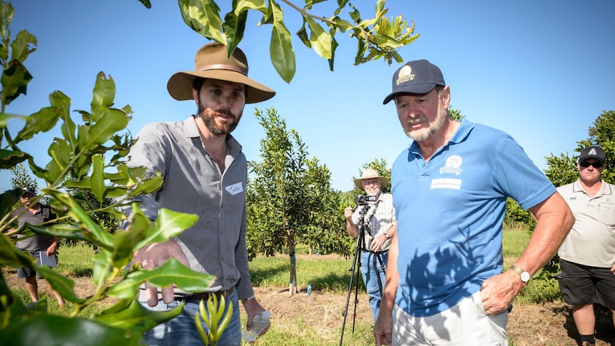 Two men in discussion stand in a macadamia orchard with 3 other men in the background
