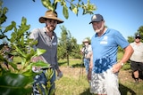 Two men in discussion stand in a macadamia orchard with 3 other men in the background