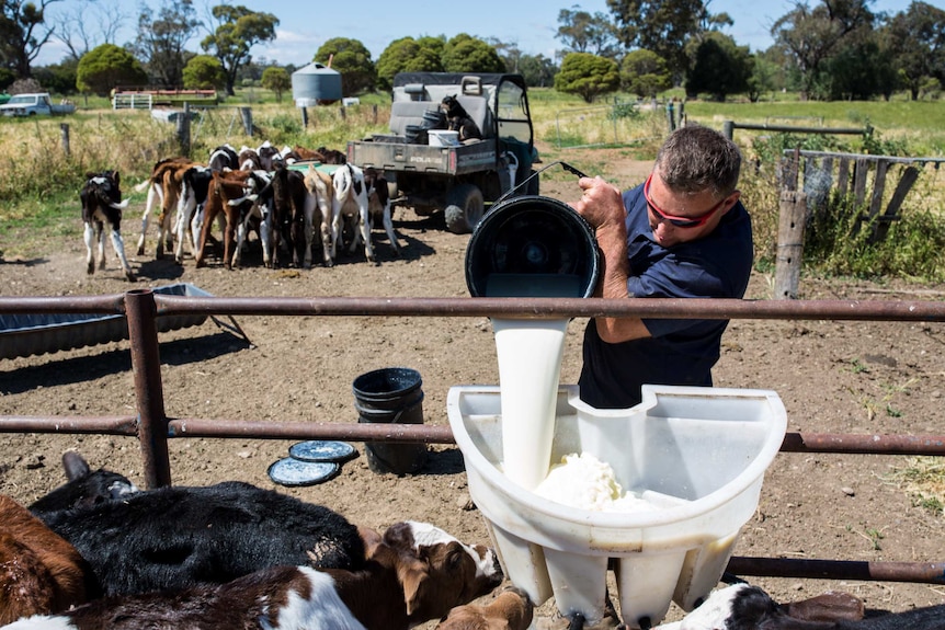 Shane Attwell feeds calves milk set aside from the morning's take