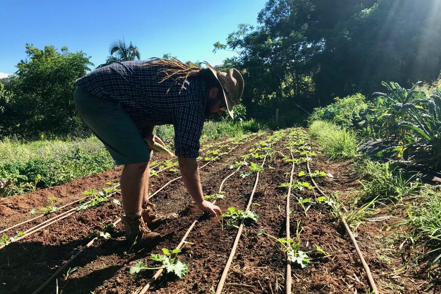 Mick Dan bending over a young melon crop.