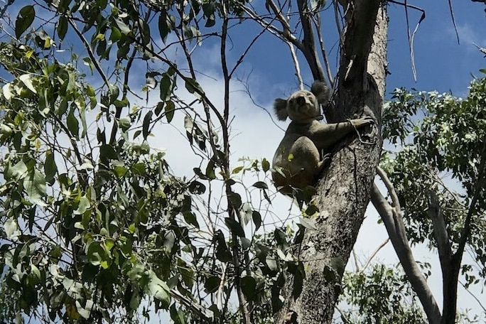 A koala in a eucalyptus tree