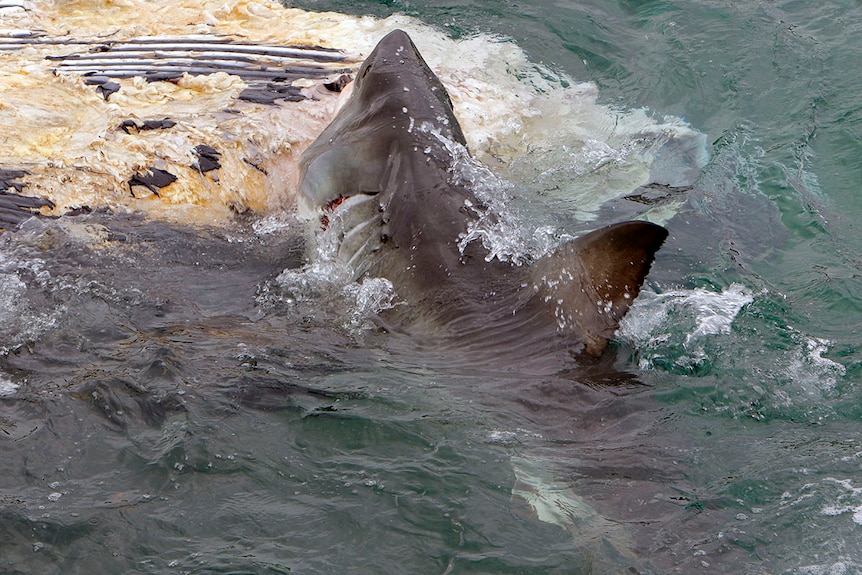 Shark eating whale carcass