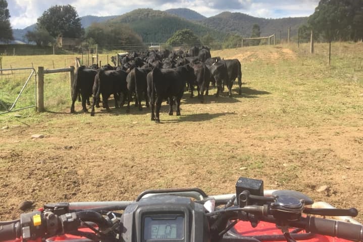 Cows are on a farm with hills in the distance. A man is riding a tractor towards them.