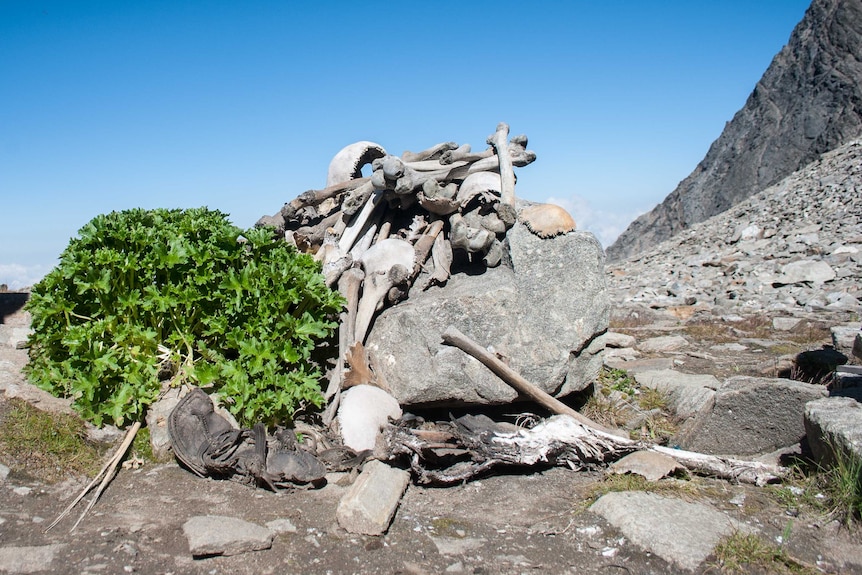 A pile of bones and skeletons sit on a rock near a shrub amid rubble at Roopkund Lake