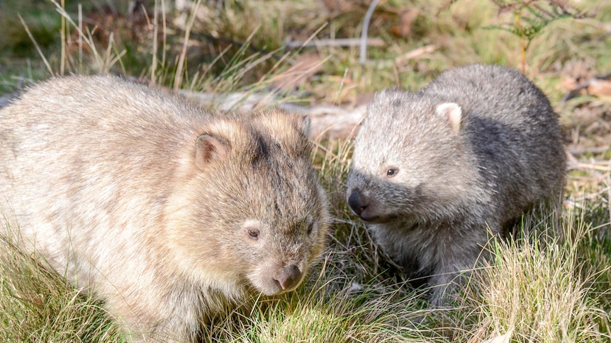 Wombats in the wild