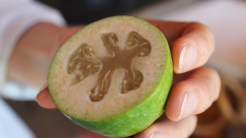 Feijoas are native to South America and popular in New Zealand