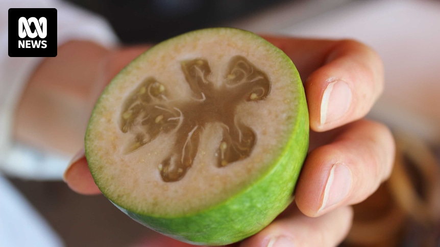Les Feijoas sont un fruit nostalgique et apprécié, reliant les continents et riche en culture.