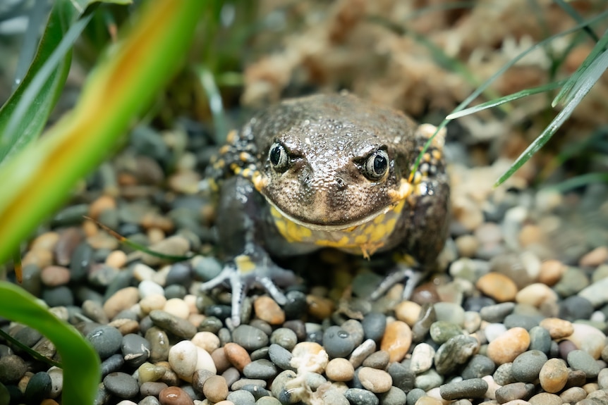 A big grey frog with a yellow belly and grey eyes standing on pebbles in a tank.