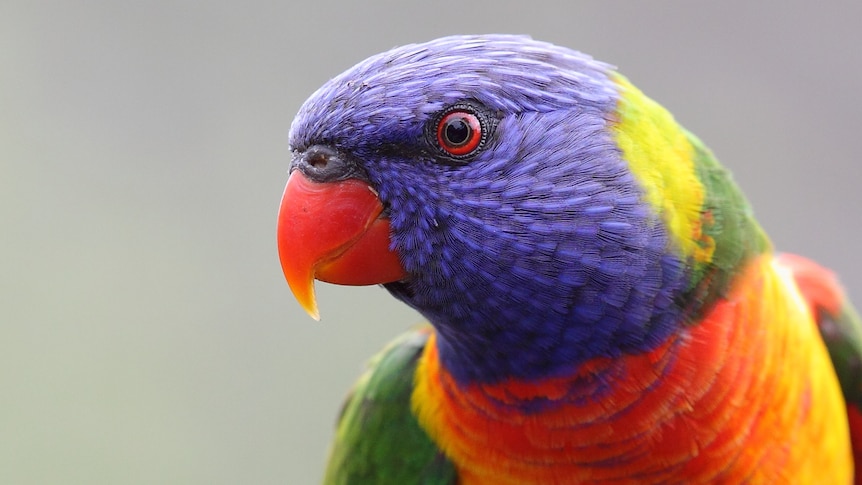 A close up shot of a bird with a blue head, orange beak and a green, orange and yellow neck.
