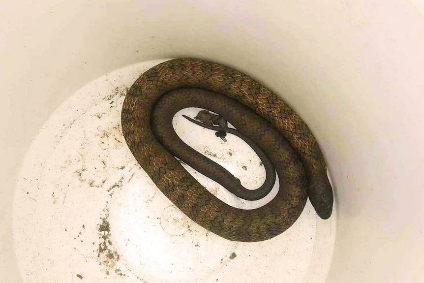 Snake in a bucket