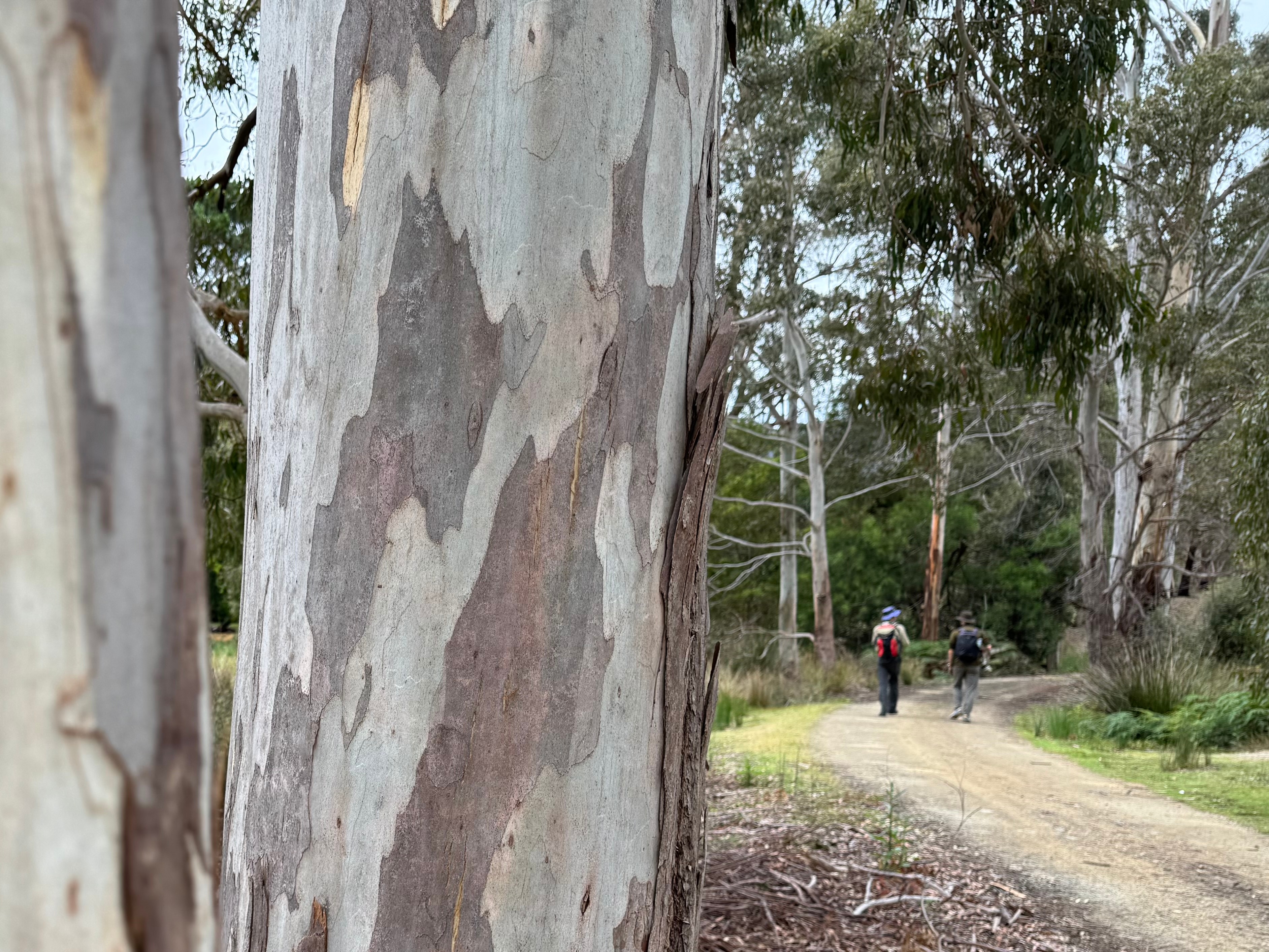 Primer plano de los patrones de corteza de un eucalipto blanco, con dos azúcares caminando por un camino de tierra al fondo.