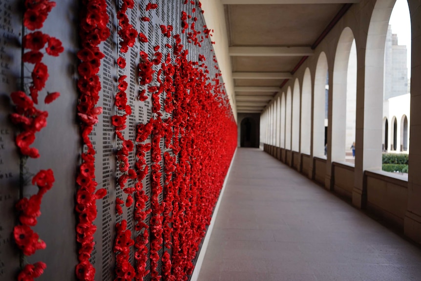 澳大利亚战争博物馆墙壁上每位阵亡军官名字旁边都插了一朵红色的罂粟花。