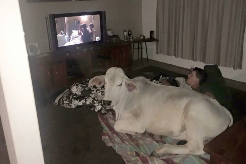 A large white cow sits in a living room