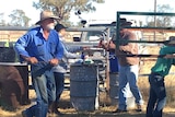 An image of David Officer in blue work shirt and jeans holding a metal rod in a rural property yard surrounded by steel fences