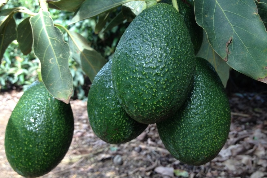 A close-up of four avocados hanging on a tree.