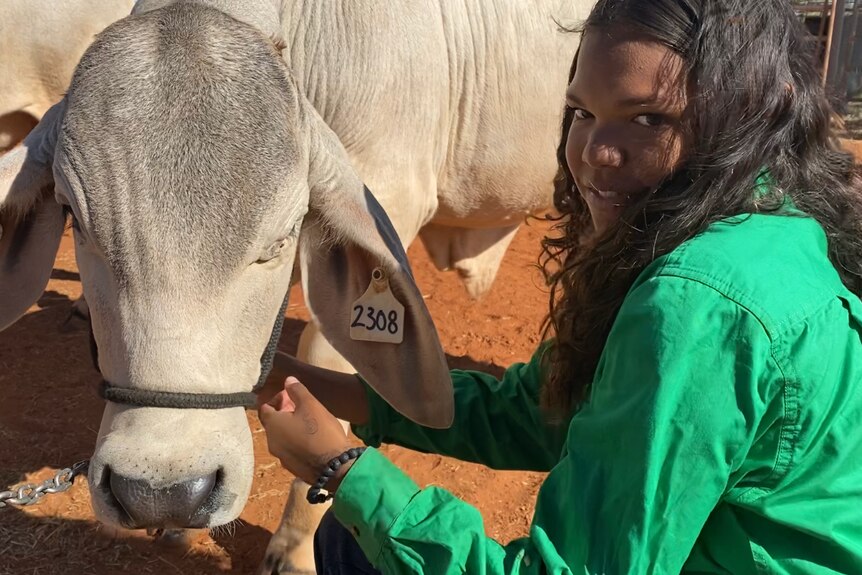 A teen girl with gorgeous long hair crouches next to a grey Brahman steer, she holds it by the halter and smiles shyly.