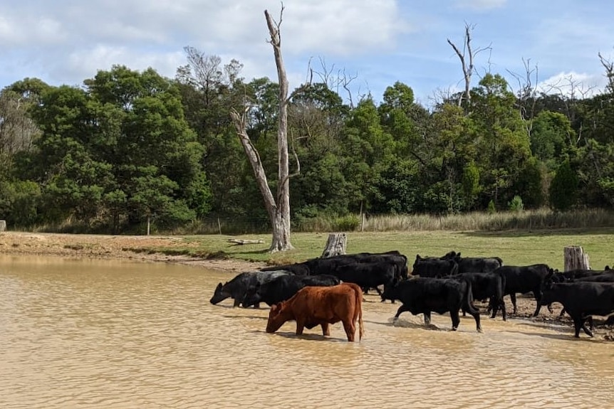 Cattle in a dam