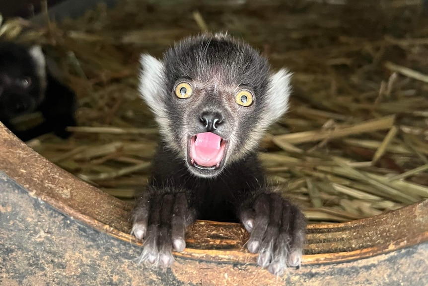 Lemur baby 1