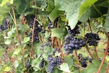 Smoke affected grapes