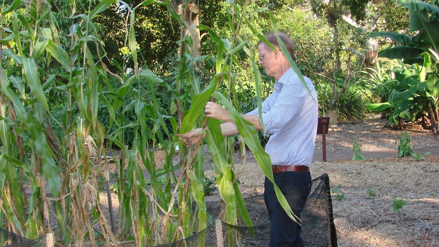 Corn growing on original Sydney farm site