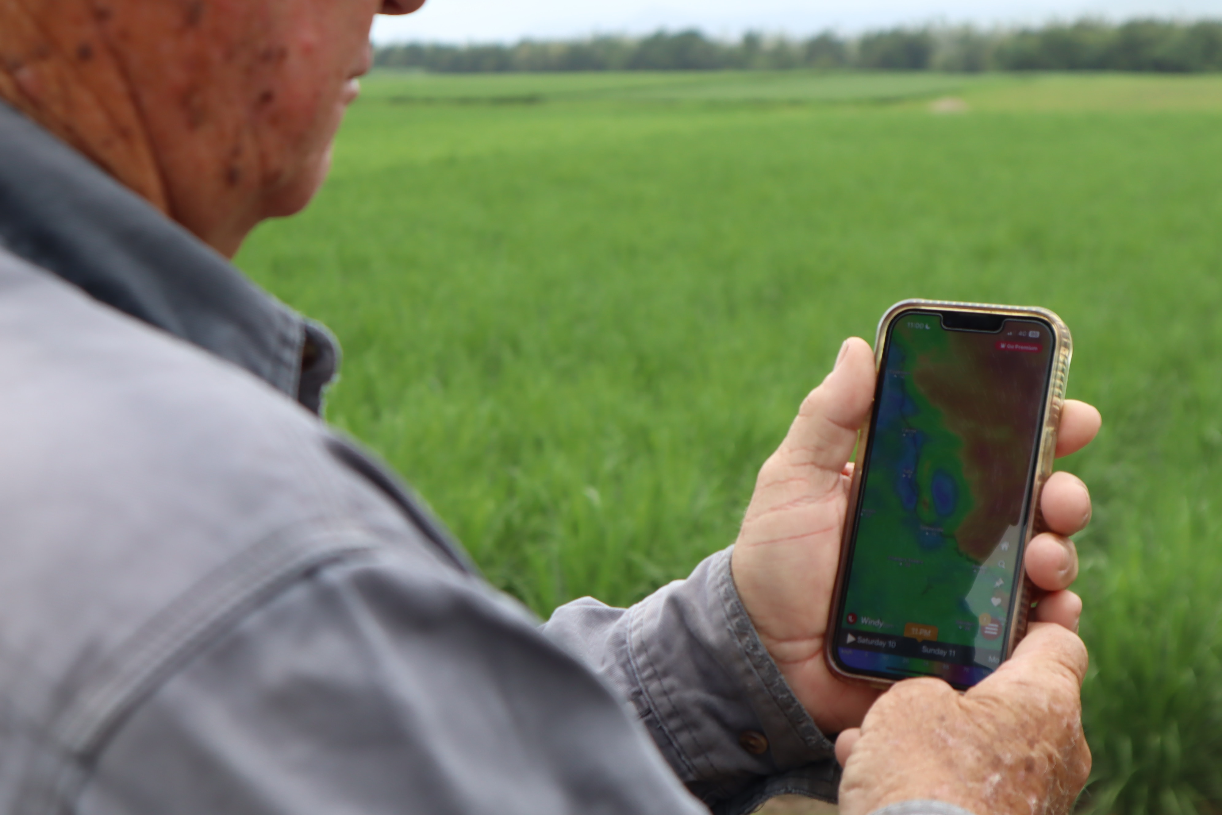 Robert Lyon está olhando um mapa meteorológico em seu telefone em um campo verde. 