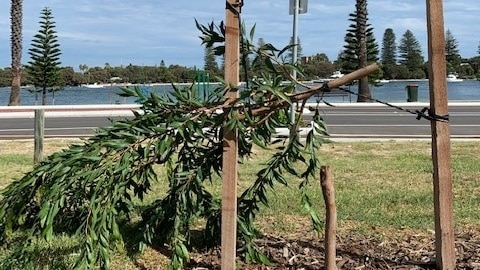 Vandalised tree on Riverside road, East Fremantle