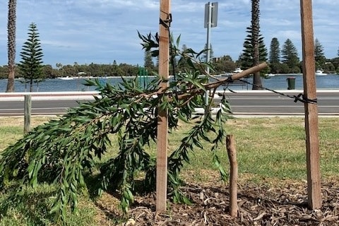Vandalised tree on Riverside road, East Fremantle