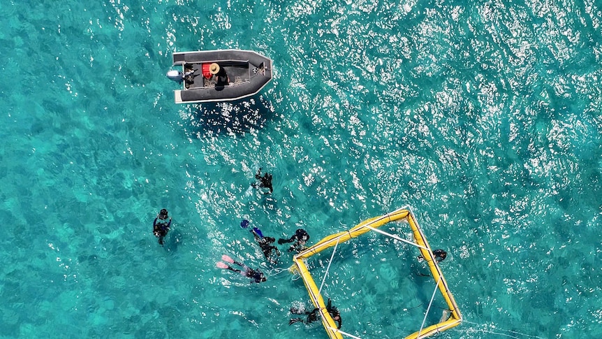 drone shots of scientists setting up floating nets to catch spawn on reef