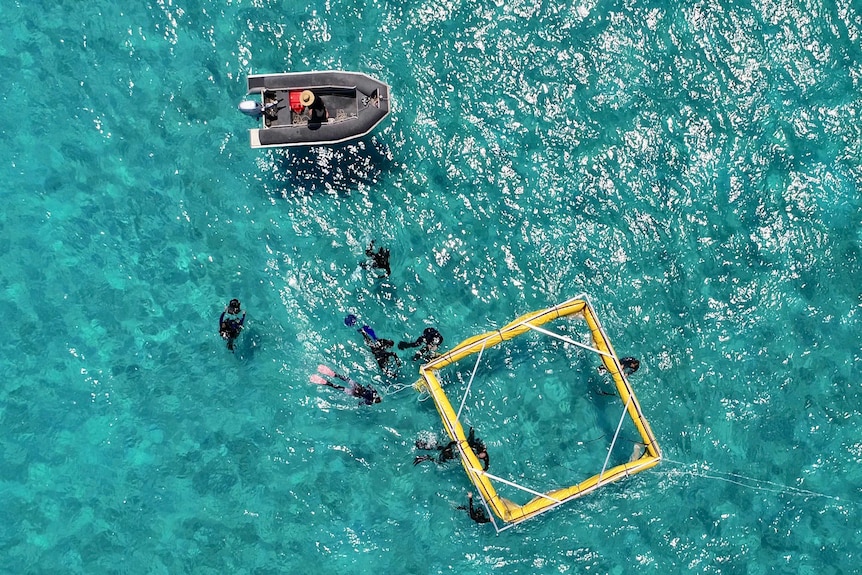 drone shots of scientists setting up floating nets to catch spawn on reef