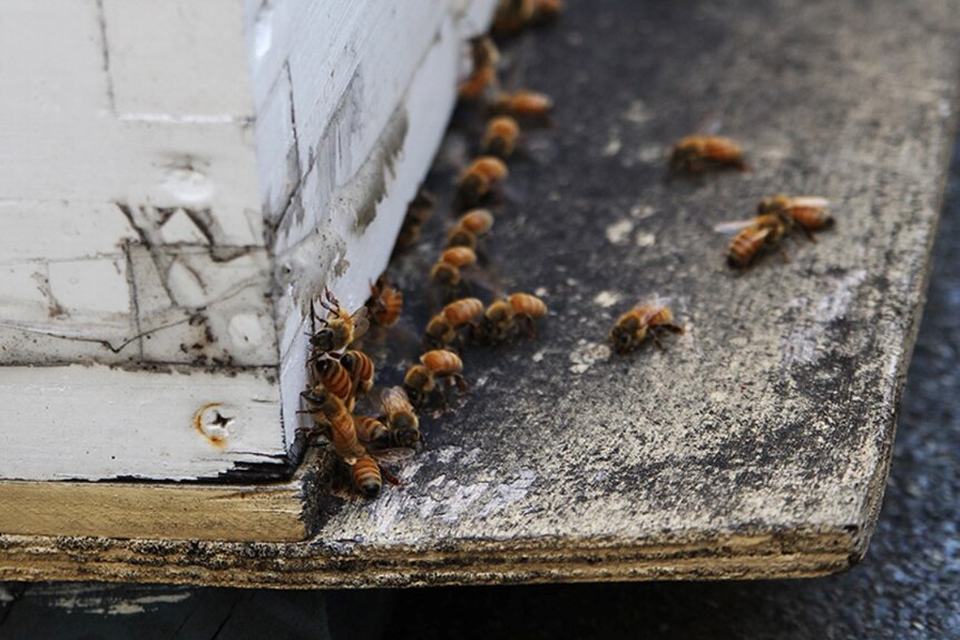 Urban bees gather at the hive