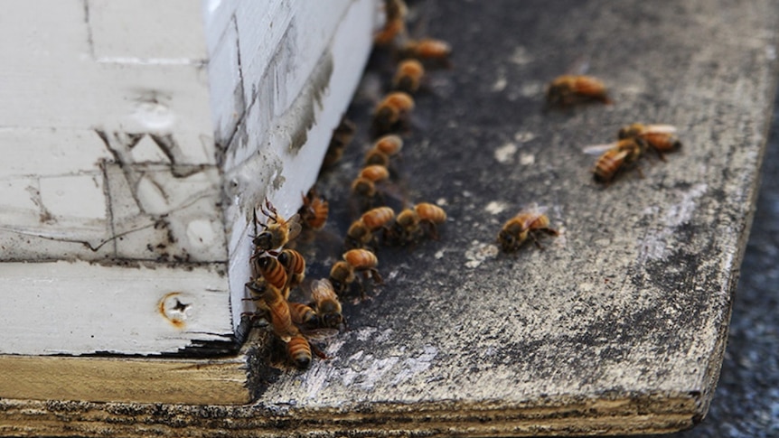 Urban bees gather at the hive